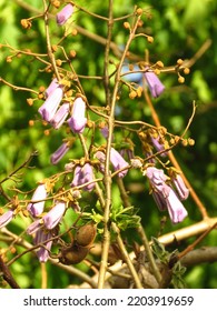 Flowers Of Paulownia Fortunei, Dragontree,