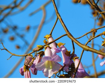 Flowers Of Paulownia Fortunei, Dragontree,