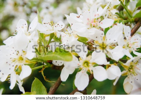 flowers of a pear on a branch, macroflowers of a pear on a branch, macro