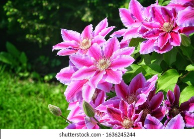 Flowers of perennial clematis vines in the garden. Beautiful clematis flowers near the house. Clematis climbs into the garden near the house