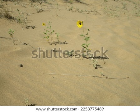 flowers persevering in sandy soil