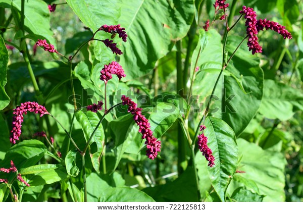 Flowers Persicaria Orientalis Known Princes Feather Stock Photo