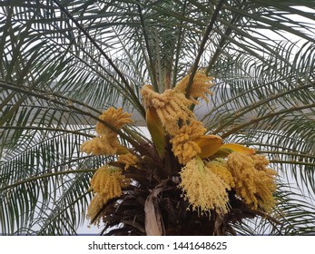 The Flowers Of Phoenix Roebelenii