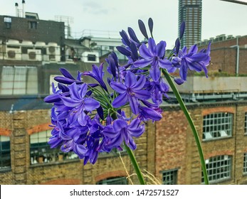 Flowers Photo From Rooftop Bar In London