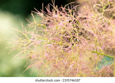 Flowers Of A Pink Fluffy Tree Plant In The Park