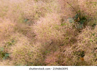 Flowers Of A Pink Fluffy Tree Plant In The Park