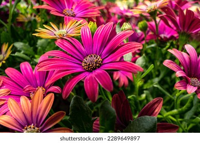 Flowers of pink garden African daisies close up on a blurred background.