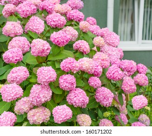 Flowers, Pink Hydrangea Bush