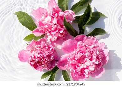 Flowers pink peonies floating on the water. Top view, flat lay. - Powered by Shutterstock