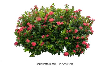 Flowers plant bush tree isolated with clipping path