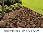 Flowers planted on the lawn and in the spaces between the rows with drip irrigation hoses