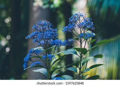 Flowers And Plants Brisbane Queensland Australia