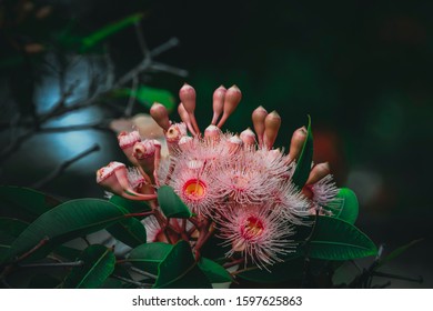 Flowers And Plants Brisbane Queensland Australia