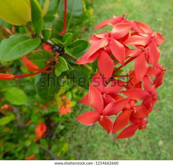 Flowers Plants Cuba Rare Unique Flora Stock Photo (Edit Now