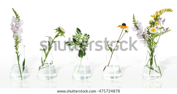 Flowers Plants Flask Isolated On White Stock Photo (Edit Now) 475724878