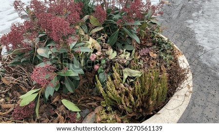 Flowers and plants in a giant pot winterseason.Park decoration 