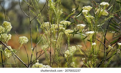Flowers and plants growing in a Flora Reserve north of Gilgandra - Shutterstock ID 2070032237