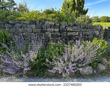 Flowers and plants, growing next to a dry stone wall, with fields in the distance in, Todmorden, UK