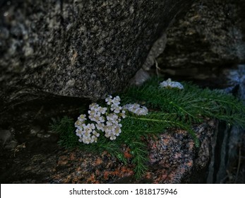 Flowers And Plants In The Most Unexpected Places