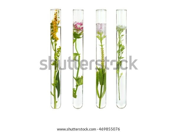 木の背景に試験管に花と植物 生物学的研究のコンセプト の写真素材 今すぐ編集