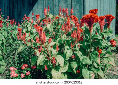 Flowers At Point Pleasant, West Virginia