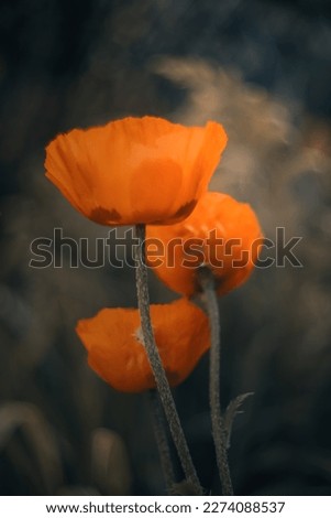 Poppy blossom from a frog’s perspective