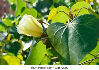 Flowers Of Portia Tree