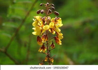 Flowers For Posters And Callender