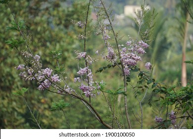 Flowers For Posters And Callender