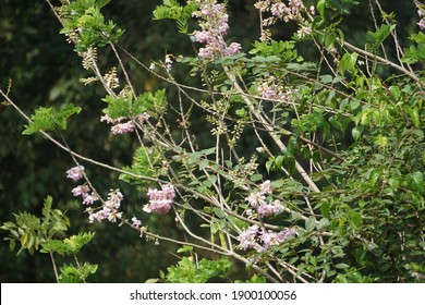 Flowers For Posters And Callender