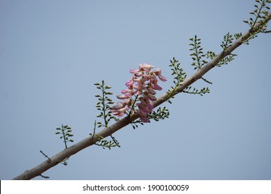 Flowers For Posters And Callender