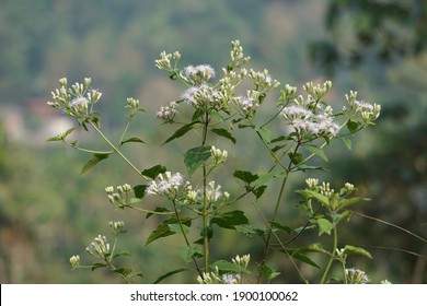 Flowers For Posters And Callender