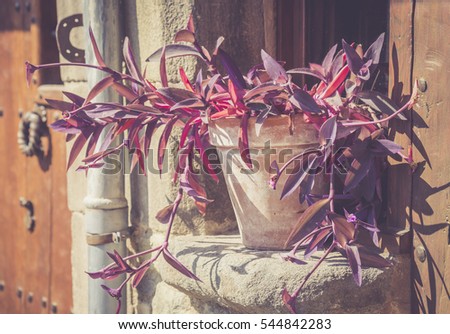 Flowers in the pot on the window