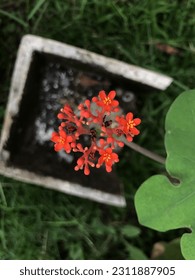 Flowers for presentation and background