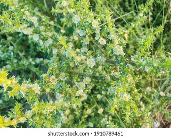 Flowers of prickly saltwort or glasswort, Salsola kali (Kali turgidum) growing on coastal dunes of Galicia, Spain