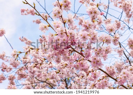 Flowers of a Prunus serrulata. This variety is the Prunus serrulata Accolade. It is a species of cherry trees. This is a tipical spring bloom, with pink flowers.