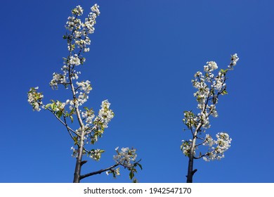 Flowers Of Prunus Subg. Cerasus