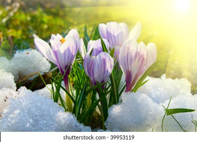 Flowers purple crocus in the snow, spring landscape - Powered by Shutterstock