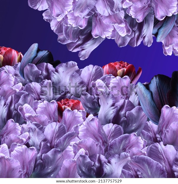 Flowers, purple tulips, petal background, abstract art floral wallpaper. 