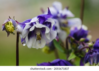 flowers purple and white Aquilegia Vulgaris  known as Columbine blooming  in spring in blurred effect 