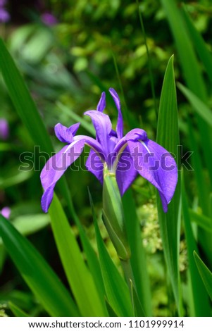 Flowers of Rabbitear Iris or Shallow-flowered Iris in Japan