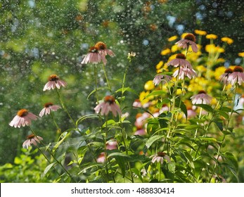 Flowers In The Rain / Garden In The Rain