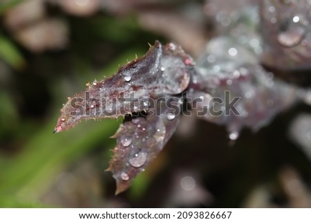 Flowers with raindrops in macro photography
