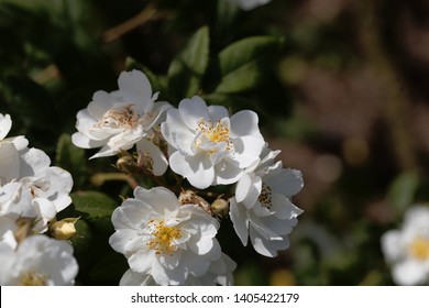 Flowers Of A Rambling Rector Rose, A Historical Rose Variant. 