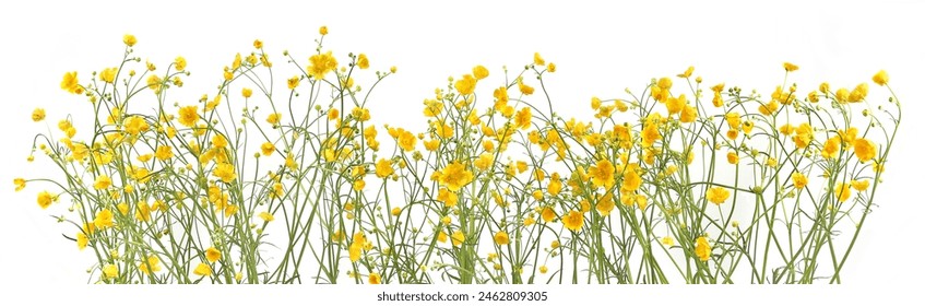 Flowers Ranunculus acris isolated on white background. Spring yellow meadow flowers Buttercup. - Powered by Shutterstock