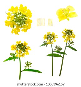 flowers of rapeseed on a white background