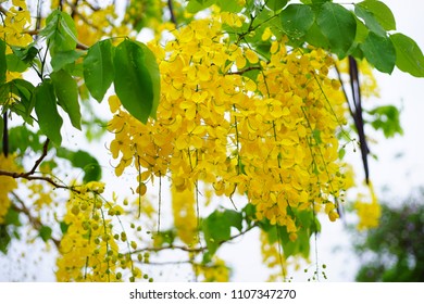 Flowers Of The Ratchaphruek