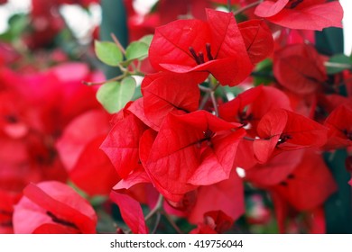 Flowers Red Bougainvillea