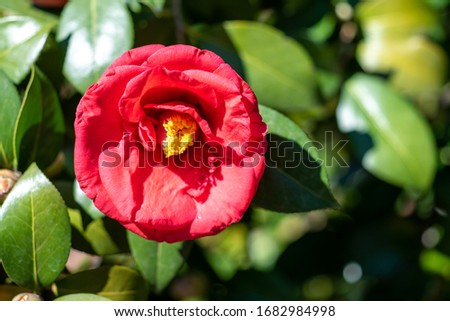 Flowers of red camellia japonica Adolphe audusson