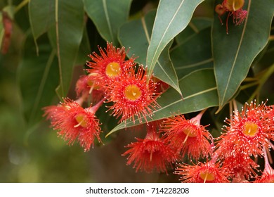 Flowers Of A Red Flowering Gum (Corymbia Ficifolia)